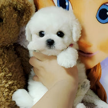 Load image into Gallery viewer, Plush Teddy Puppy Toy with Airbrushed Fur, Clay Nose and Paws and a Weighted Body in Four Colors
