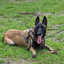 Load image into Gallery viewer, Dog Training Long Line Leash, Durable and Lightweight
