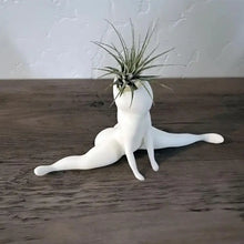 Load image into Gallery viewer, Spooky Shape Air Plant Display - SpookyBuddy-Nora Luxe
